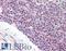 Synaptogyrin-2 antibody, LS-A9844, Lifespan Biosciences, Immunohistochemistry frozen image 