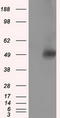 Vesicle Amine Transport 1 Like antibody, LS-C115147, Lifespan Biosciences, Western Blot image 