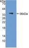 Podocalyxin Like antibody, LS-C372592, Lifespan Biosciences, Western Blot image 