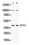 Ribosomal Protein SA antibody, PB10094, Boster Biological Technology, Western Blot image 