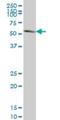 Paired Box 7 antibody, H00005081-M03, Novus Biologicals, Western Blot image 