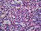 Von Willebrand Factor antibody, 70-009, ProSci, Immunohistochemistry frozen image 