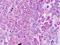 Dystroglycan 1 antibody, orb95847, Biorbyt, Immunohistochemistry paraffin image 