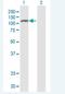 NLR Family Pyrin Domain Containing 8 antibody, H00126205-B01P-50ug, Novus Biologicals, Western Blot image 