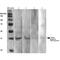 Calcium Voltage-Gated Channel Auxiliary Subunit Gamma 2 antibody, MA5-27644, Invitrogen Antibodies, Western Blot image 