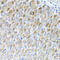 Metaxin 2 antibody, 23-309, ProSci, Immunohistochemistry paraffin image 
