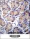 Carboxylesterase 4A antibody, 56-763, ProSci, Immunohistochemistry frozen image 