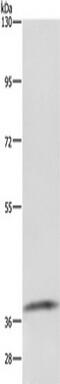 Growth Differentiation Factor 3 antibody, TA321880, Origene, Western Blot image 