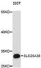Solute Carrier Family 25 Member 38 antibody, LS-C748281, Lifespan Biosciences, Western Blot image 