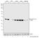 Cyclin Dependent Kinase 1 antibody, 710840, Invitrogen Antibodies, Western Blot image 