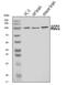 Argonaute RISC Component 1 antibody, A00826-3, Boster Biological Technology, Western Blot image 