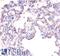 Alkaline Phosphatase, Biomineralization Associated antibody, LS-C317479, Lifespan Biosciences, Immunohistochemistry paraffin image 