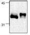 NFKB Inhibitor Alpha antibody, MCA6019, Bio-Rad (formerly AbD Serotec) , Western Blot image 