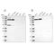 Methylenetetrahydrofolate Dehydrogenase (NADP+ Dependent) 1 Like antibody, PA5-56046, Invitrogen Antibodies, Western Blot image 