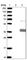 Ankyrin Repeat Domain 45 antibody, HPA031657, Atlas Antibodies, Western Blot image 