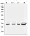 Syndecan Binding Protein antibody, A02475-2, Boster Biological Technology, Western Blot image 