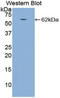 Cathepsin A antibody, LS-C297305, Lifespan Biosciences, Western Blot image 