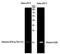 Histone Cluster 1 H2A Family Member M antibody, PA5-40295, Invitrogen Antibodies, Western Blot image 