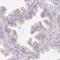 Tetratricopeptide Repeat Domain 23 Like antibody, HPA037807, Atlas Antibodies, Immunohistochemistry frozen image 