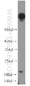 Ubiquitin Conjugating Enzyme E2 G1 antibody, 12012-1-AP, Proteintech Group, Western Blot image 