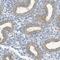 Translocase Of Outer Mitochondrial Membrane 34 antibody, PA5-53862, Invitrogen Antibodies, Immunohistochemistry frozen image 