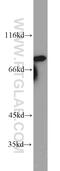 MRE11 Homolog, Double Strand Break Repair Nuclease antibody, 10744-1-AP, Proteintech Group, Western Blot image 