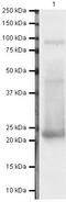 Sonic hedgehog protein antibody, PA5-19492, Invitrogen Antibodies, Western Blot image 
