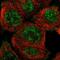 NudC Domain Containing 1 antibody, HPA023183, Atlas Antibodies, Immunofluorescence image 