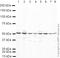 Eukaryotic Translation Termination Factor 1 antibody, ab31799, Abcam, Western Blot image 