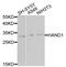 Heart And Neural Crest Derivatives Expressed 1 antibody, STJ111897, St John