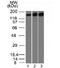 DNA Topoisomerase II Alpha antibody, 33-789, ProSci, Western Blot image 