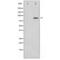 STAT3 antibody, SPC-1334D-BI, StressMarq, Western Blot image 