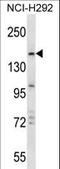 Tripartite Motif Containing 33 antibody, LS-C160189, Lifespan Biosciences, Western Blot image 