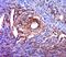 Spermatogenesis Associated 20 antibody, orb186172, Biorbyt, Immunohistochemistry paraffin image 