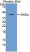 Lactate Dehydrogenase A antibody, LS-C305332, Lifespan Biosciences, Western Blot image 