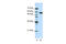 Non-POU Domain Containing Octamer Binding antibody, 29-403, ProSci, Western Blot image 