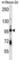 SMAD Specific E3 Ubiquitin Protein Ligase 1 antibody, abx028444, Abbexa, Western Blot image 