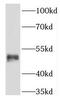 Keratin 36 antibody, FNab04654, FineTest, Western Blot image 