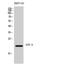 Activating Transcription Factor 3 antibody, A00904-2, Boster Biological Technology, Western Blot image 