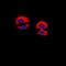 Dematin antibody, LS-C368799, Lifespan Biosciences, Immunofluorescence image 