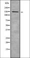 E3 ubiquitin-protein ligase RNF123 antibody, orb338284, Biorbyt, Western Blot image 