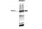 Sterol Regulatory Element Binding Transcription Factor 1 antibody, 28-621, ProSci, Western Blot image 