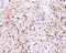 Adhesion G Protein-Coupled Receptor A2 antibody, 4371, ProSci Inc, Immunohistochemistry frozen image 