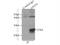 Glutathione S-transferase P 1 antibody, 15902-1-AP, Proteintech Group, Immunoprecipitation image 