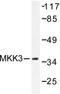 Mitogen-Activated Protein Kinase Kinase 3 antibody, LS-C176118, Lifespan Biosciences, Western Blot image 