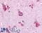 G Protein-Coupled Receptor 68 antibody, LS-A1195, Lifespan Biosciences, Immunohistochemistry frozen image 