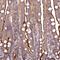 Transmembrane Channel Like 5 antibody, NBP1-83696, Novus Biologicals, Immunohistochemistry frozen image 