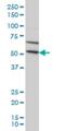 Tripartite Motif Containing 49 antibody, H00057093-M03, Novus Biologicals, Western Blot image 