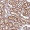 WD Repeat And FYVE Domain Containing 3 antibody, NBP2-48910, Novus Biologicals, Immunohistochemistry paraffin image 