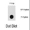 P21 (RAC1) Activated Kinase 1 antibody, abx031946, Abbexa, Dot Blot image 